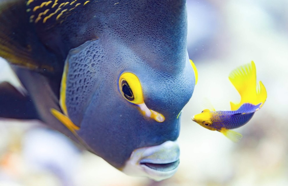 Poissons.jpg