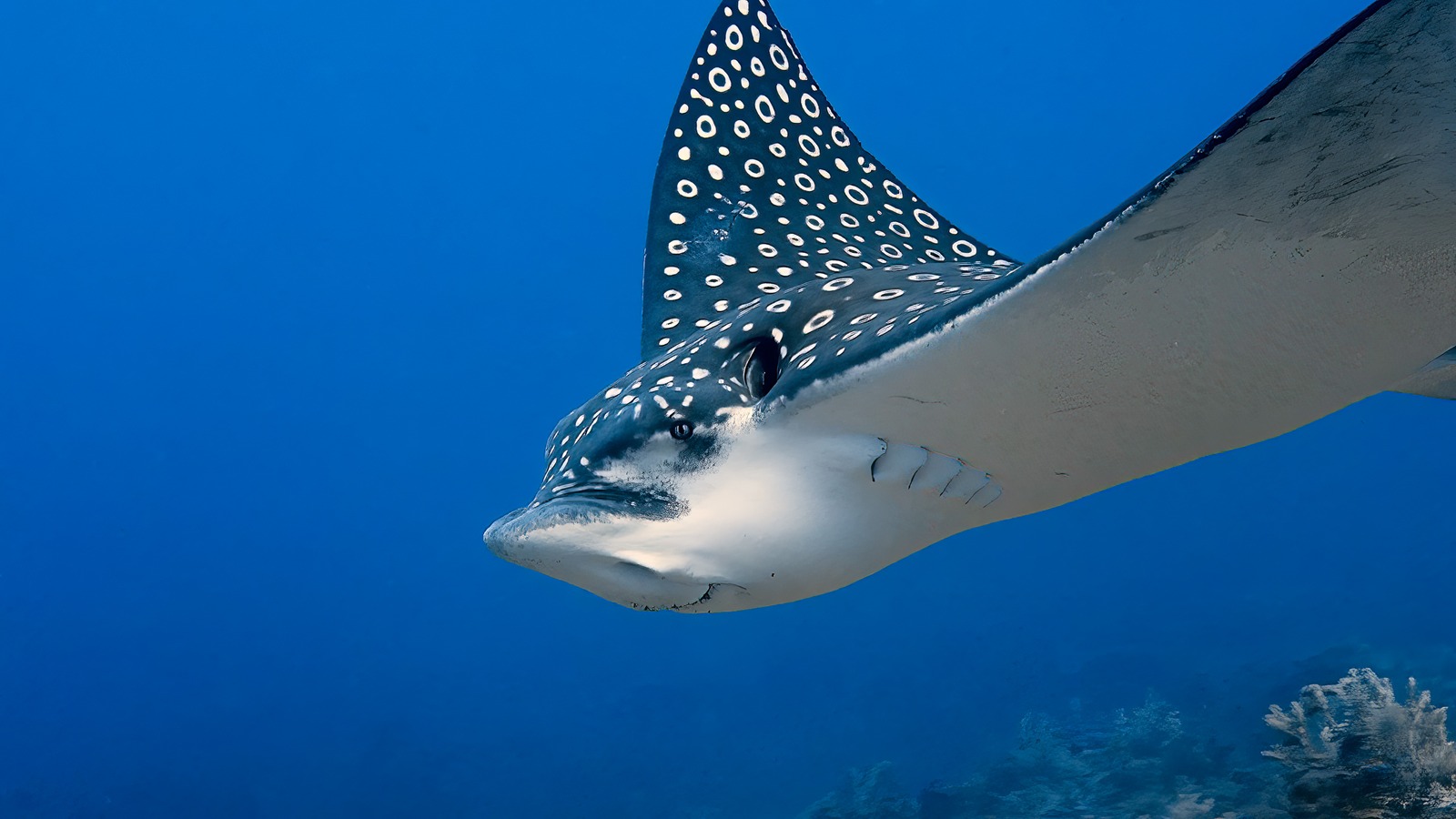 SharksRaysTurtles-2.jpg